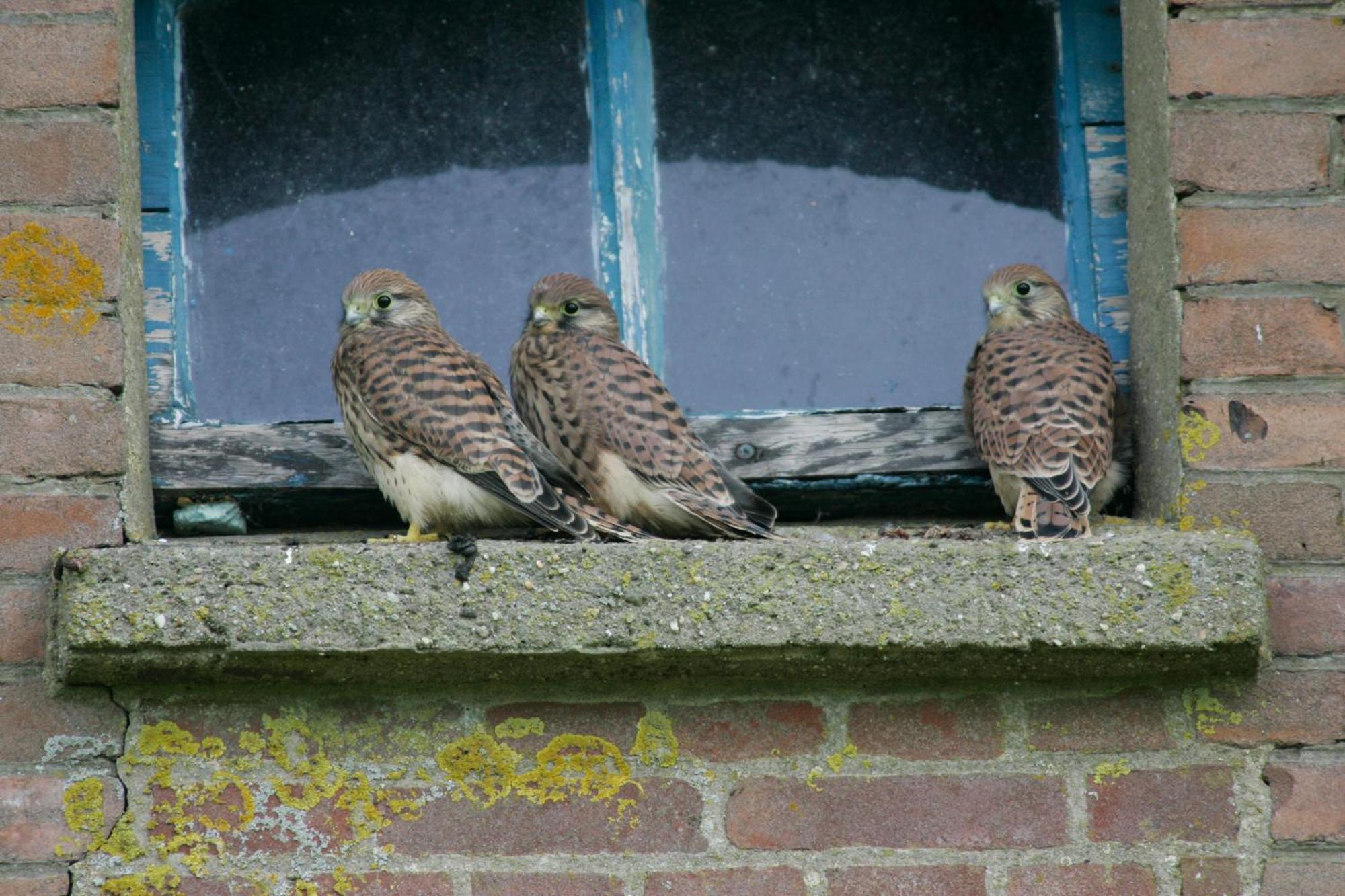 De Zeeuwsche Hoeve Kerkwerve Extérieur photo