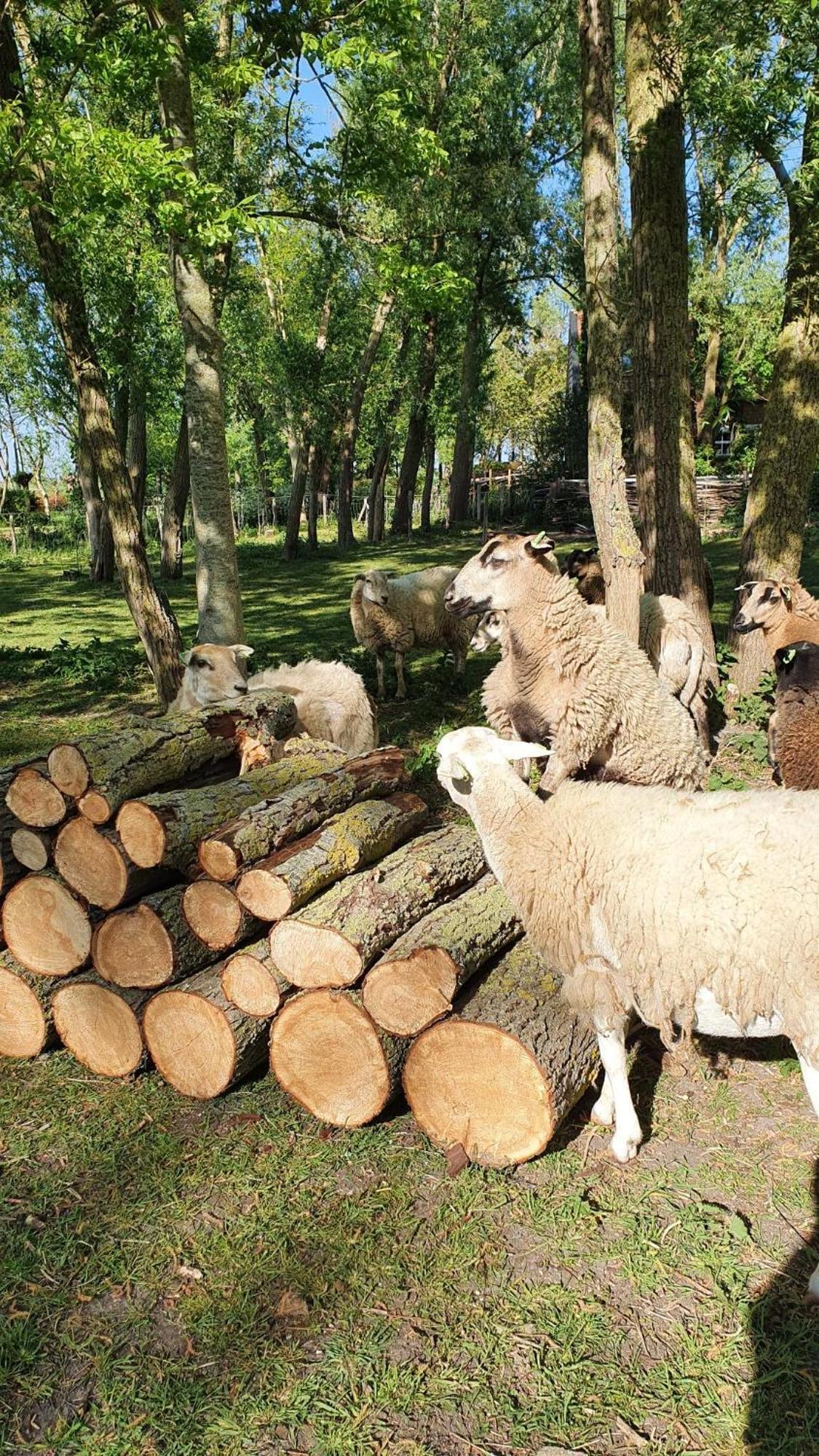 De Zeeuwsche Hoeve Kerkwerve Extérieur photo